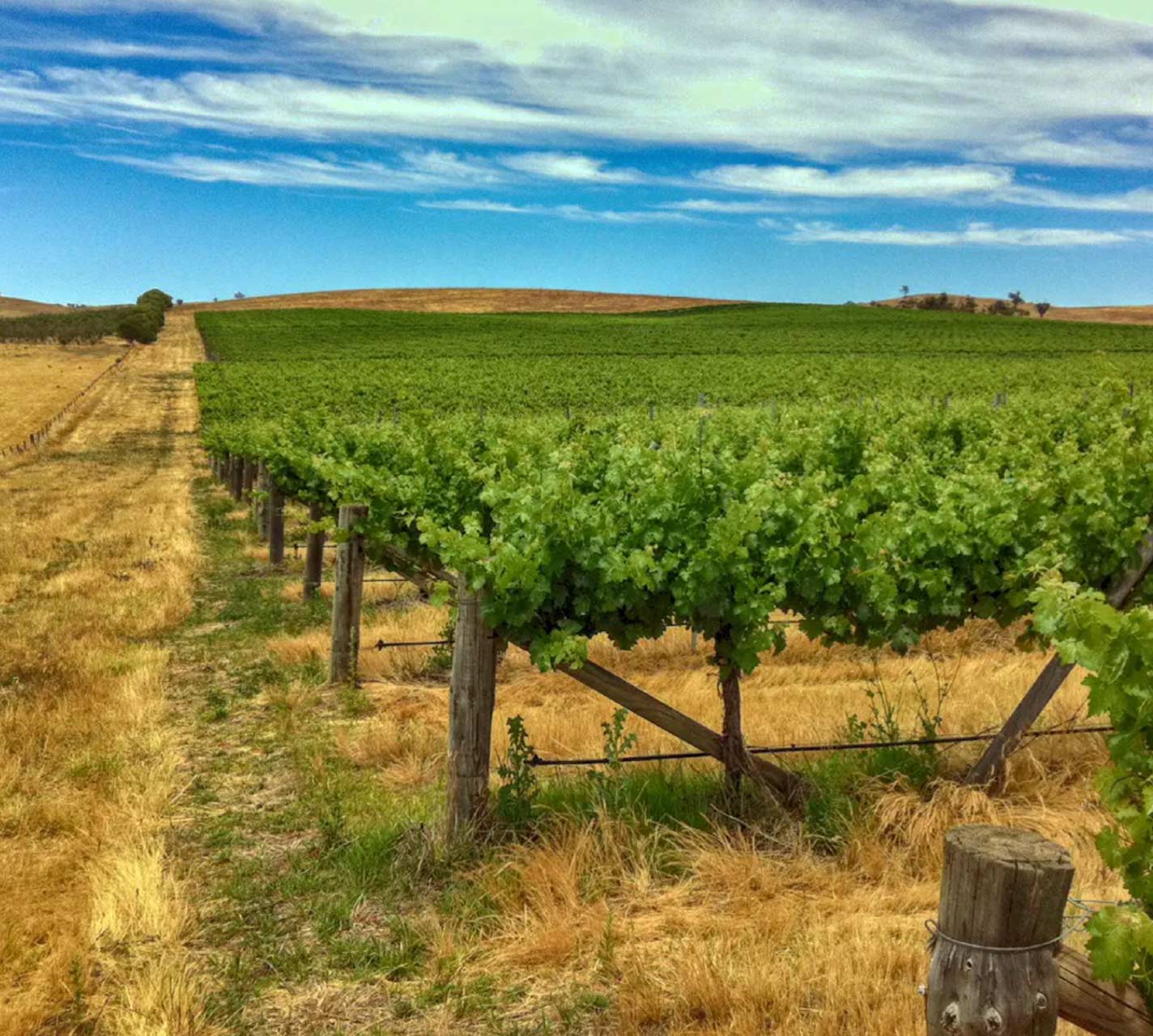 Patersons Gundagai Vineyard